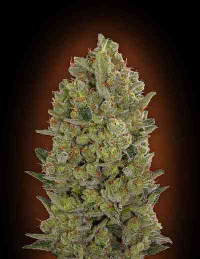 Female Collection #3 > 00 Seeds Bank | Feminisierte Hanfsamen  |  Indica