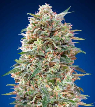 Female Collection #1 > 00 Seeds Bank | Feminized Marijuana   |  hybrid