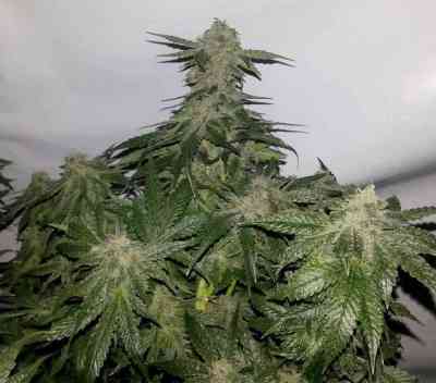 00 Kush > 00 Seeds Bank | Feminisierte Hanfsamen  |  Indica