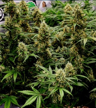 00 Kush Fast > 00 Seeds Bank | Semillas feminizadas  |  Índica