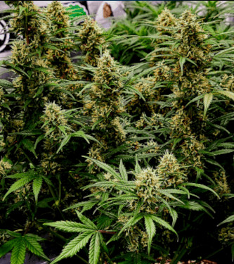 00 Kush Fast > 00 Seeds Bank | Feminisierte Hanfsamen  |  Indica