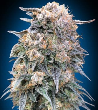 00 Kush Fast > 00 Seeds Bank | Semillas feminizadas  |  Índica