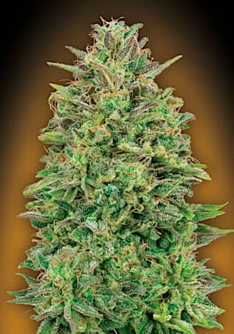 00 Skunk > 00 Seeds Bank | Feminized Marijuana   |  Indica