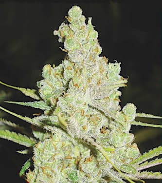 1024 > Medical Seeds Co. | Feminisierte Hanfsamen  |  Sativa