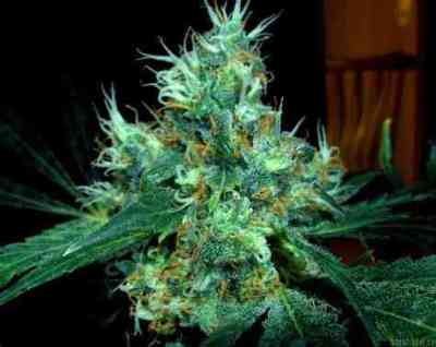 Kali Mist > Serious Seeds