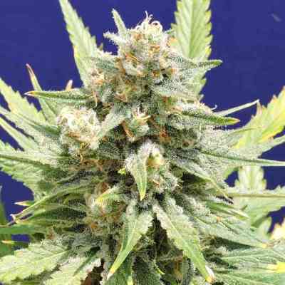 Stinkin\' Bishop Seed > Original Sensible Seeds | Feminized Marijuana   |  Indica