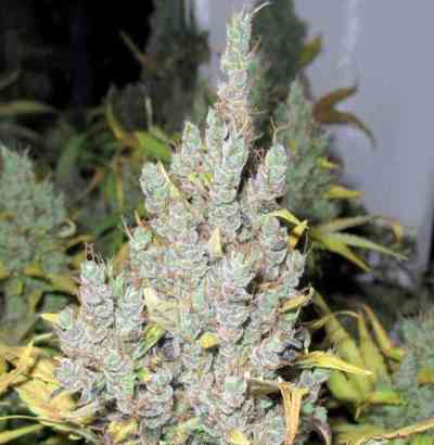 2046 > Medical Seeds Co. | Feminisierte Hanfsamen  |  Sativa