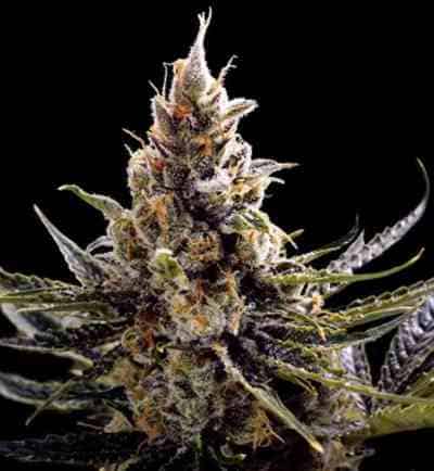 24k Gold > DNA Genetics | Cannabis seeds recommendations  |  TOP 10 Feminized