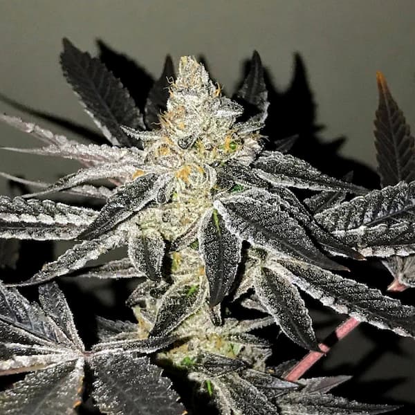 2y2 Seed > R-Kiem Seeds | Feminized Cannabis   |  Indica