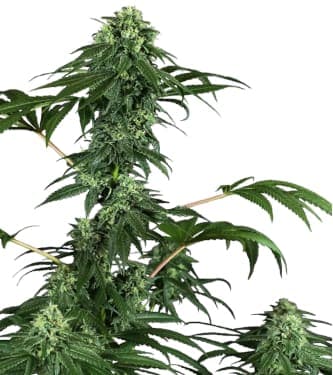 420 Punch > Sensi Seeds | Feminisierte Hanfsamen  |  Indica