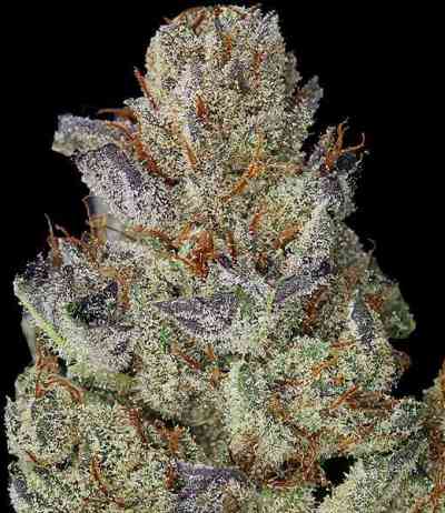 501st OG > Rare Dankness Seeds | Regular Marijuana   |  Sativa