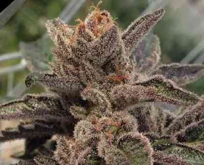 501st OG > Rare Dankness Seeds | Semillas Regulares  |  Sativa