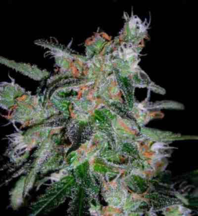 60 Day Lemon > DNA Genetics | Autoflowering Hanfsamen  |  Indica