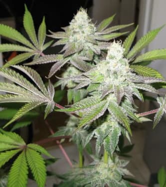 78 > The Cali Connection | Feminized Marijuana   |  hybrid