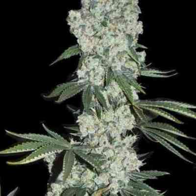 7th Wave Seed > Super Strains | Feminized Marijuana   |  Indica