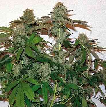 8 Ball > Barney\'s Farm | Feminisierte Hanfsamen  |  Indica