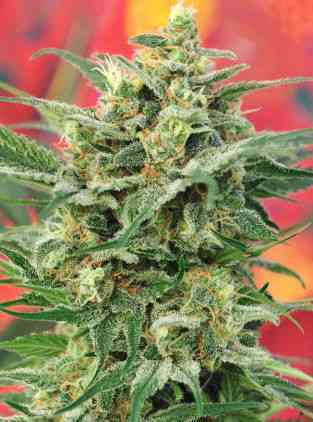 8 Miles High > Mandala Seeds | Semillas Regulares  |  Sativa