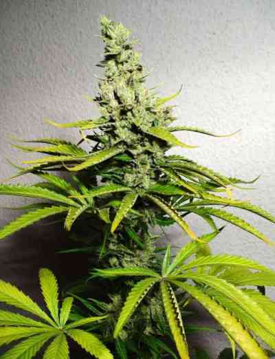 8 Miles High > Mandala Seeds | Regular Marijuana   |  Sativa