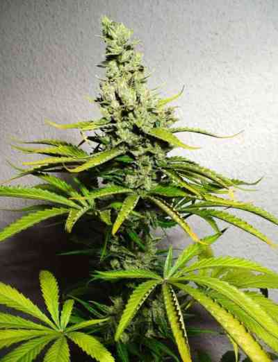 8 Miles High > Mandala Seeds | Graines Normal  |  Sativa