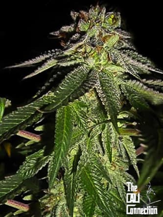 818 Headband Aka Sour OG > The Cali Connection | Semillas feminizadas  |  Híbrido