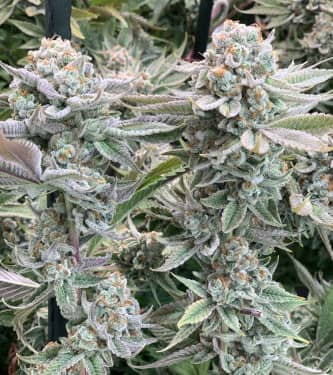 #9 Pound Hammer Fast > High Speed Buds | Feminized Marijuana   |  Indica