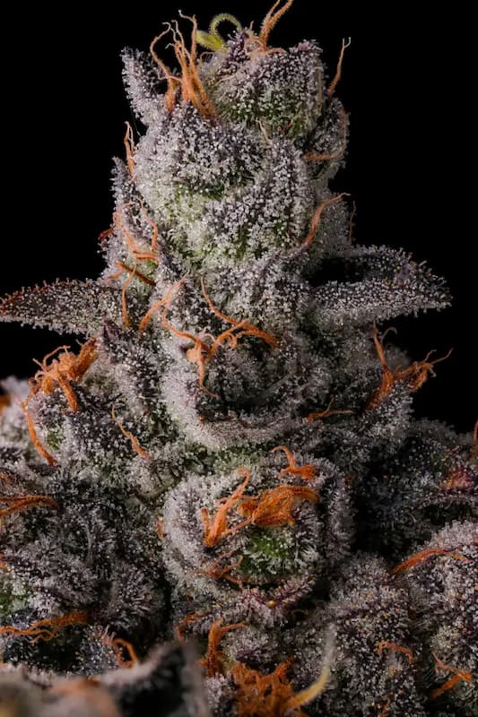 90 Proof Seed > Compound Genetics Seeds | Feminized Cannabis   |  Hybrid