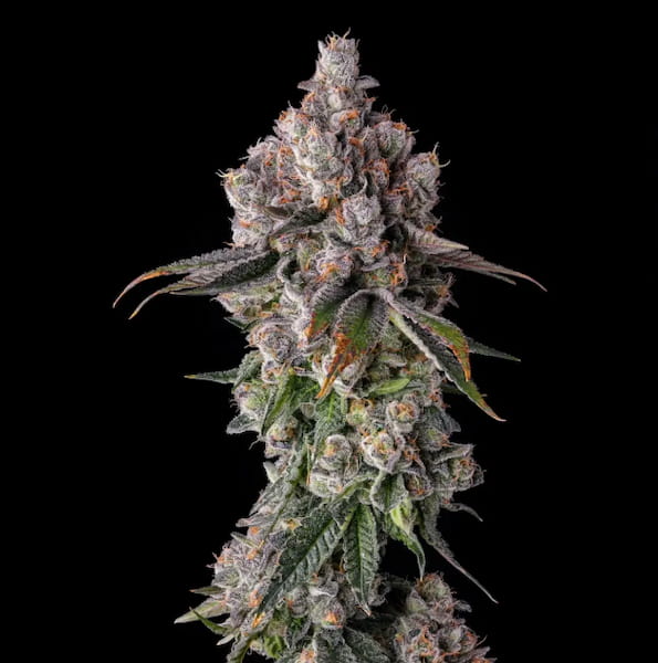 90 Proof Seed > Compound Genetics Seeds | Feminized Cannabis   |  Hybrid