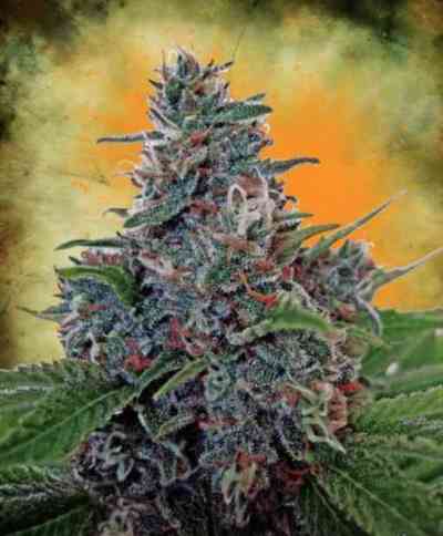 Auto Blue Amnesia Seed > Ministry of Cannabis | Autoflowering Cannabis   |  Sativa