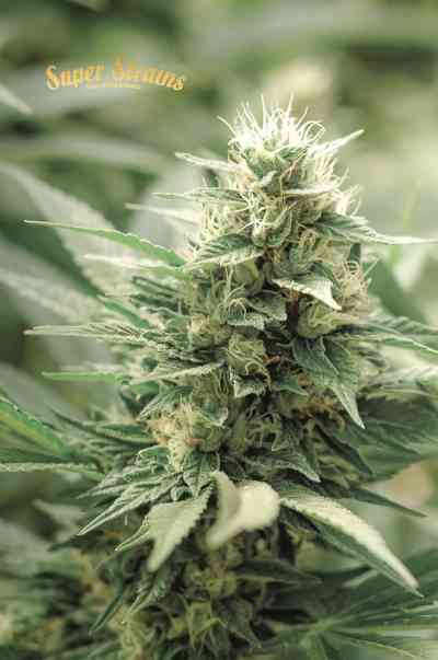 Agartha Seed > Super Strains | Medical cannabis seeds (CBD)  |  Sativa
