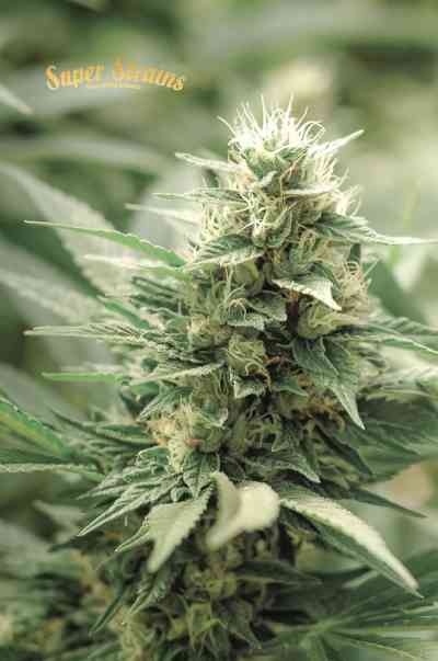 Agartha Samen > Super Strains | CBD Hanfsamen  |  Sativa