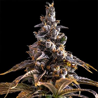 Alien Technology x Do-Si-Dos > Empire Seeds | Feminized Cannabis   |  Indica