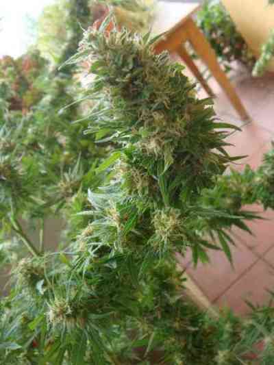 Angel Heart semilla > Mr. Nice | Semillas Regulares  |  Sativa