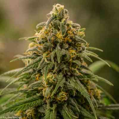 Apollo XX Samen > Brothers Grimm | Feminisierte Hanfsamen  |  Sativa