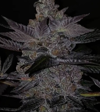 Apple Fudge > Grounded Genetics | Feminisierte Hanfsamen  |  Hybrid