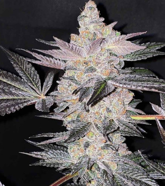 Apple Fudge > Grounded Genetics | Feminisierte Hanfsamen  |  Hybrid