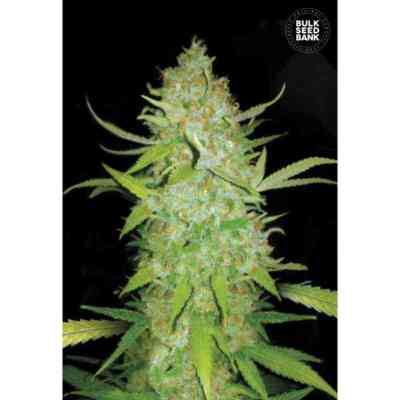 Auto AK > Bulk Seed Bank | Autoflowering Cannabis   |  Hybrid