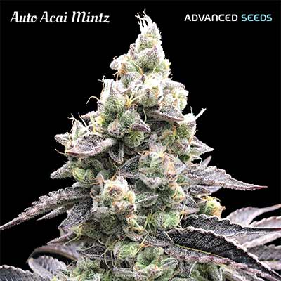 Auto Acai Mints > Advanced Seeds | Autoflowering Cannabis   |  Hybrid
