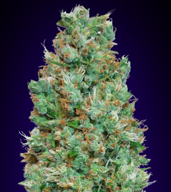 Automatic Collection #4 > 00 Seeds Bank | Graines Autofloraison  |  Indica