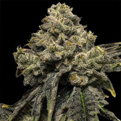 Cheddar Plum Auto > Empire Seeds | Autoflowering Cannabis   |  Hybrid
