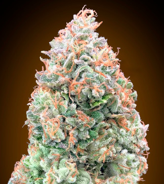 Auto Chocolate Skunk XXL > 00 Seeds Bank | Semillas de marihuana autoflorecientes  |  Índica