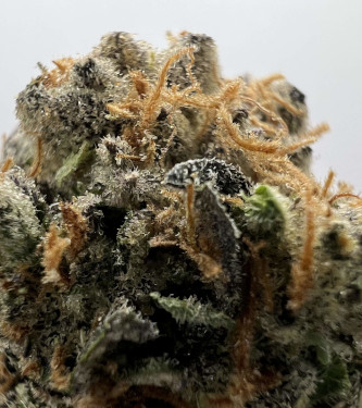Auto Kmintz > Ripper Seeds | Autoflowering Hanfsamen  |  Indica