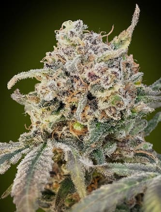 Auto Somango Glue Seed > Advanced Seeds | Autoflowering Cannabis   |  Indica