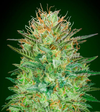 Automatic Collection #4 > 00 Seeds Bank | Autoflowering Hanfsamen  |  Indica