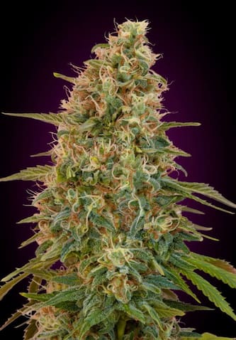 Auto Zkittlez > Advanced Seeds