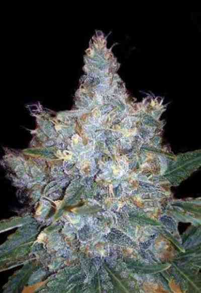 Auto Blueberry Berry > Bulk Seed Bank | Graines Autofloraison  |  Hybride