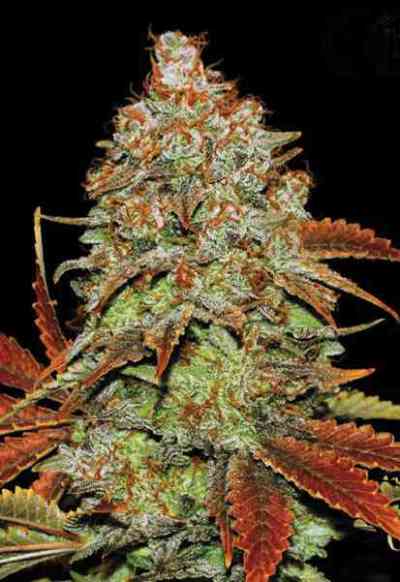 Auto Bubblegum Extra > Bulk Seed Bank | Autoflowering Cannabis   |  Hybrid