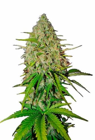 Auto Grapefruit > Linda Seeds | Autoflowering Hanfsamen  |  Hybrid