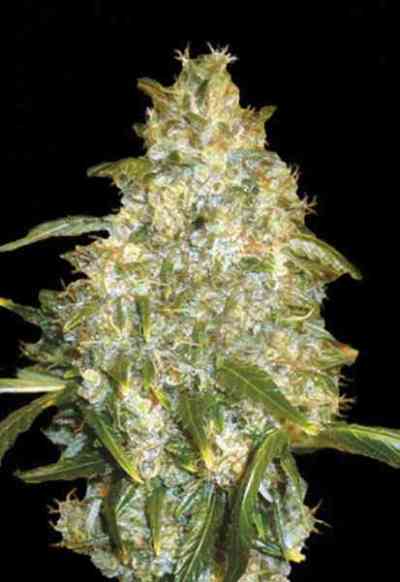 Auto Good Wild Shark > Bulk Seed Bank | Semillas autoflorecientes  |  Híbrido