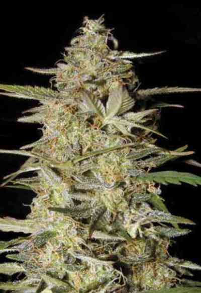 Auto Hindu Kush > Bulk Seed Bank | Semillas de marihuana autoflorecientes  |  Índica