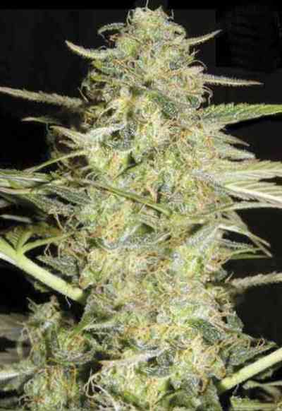 Auto Loveryder > Bulk Seed Bank | Graines Autofloraison  |  Hybride